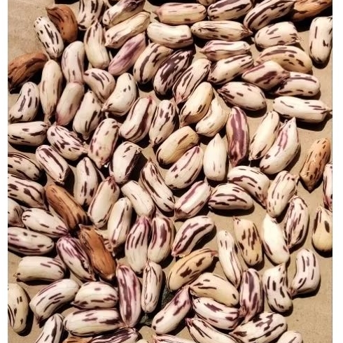 

BIBIT/BENIH KACANG TANAH BATIK / LURIK SUPER 500 GRAM