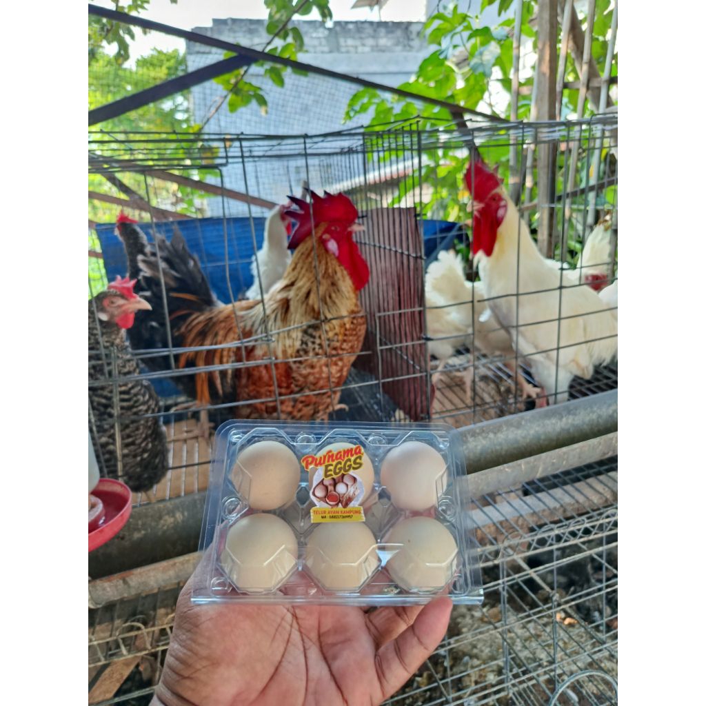

Telur Ayam Kampung Asli [Kemasan 1 Butir]