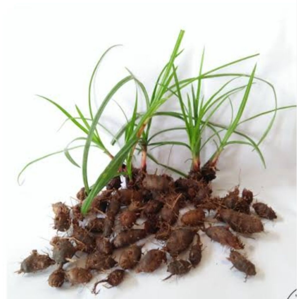 

Jual umbi rumput teki segar per 100 gram-az