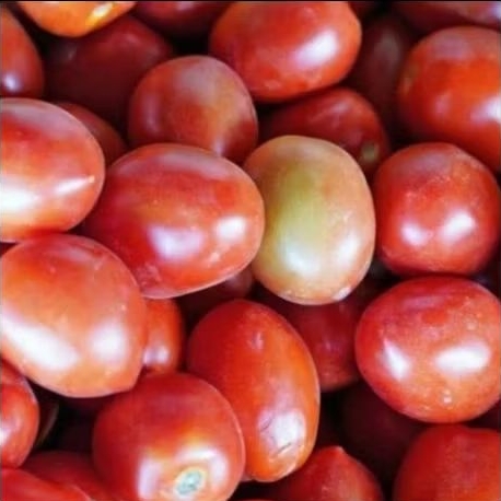 

Tomat besar fresh
