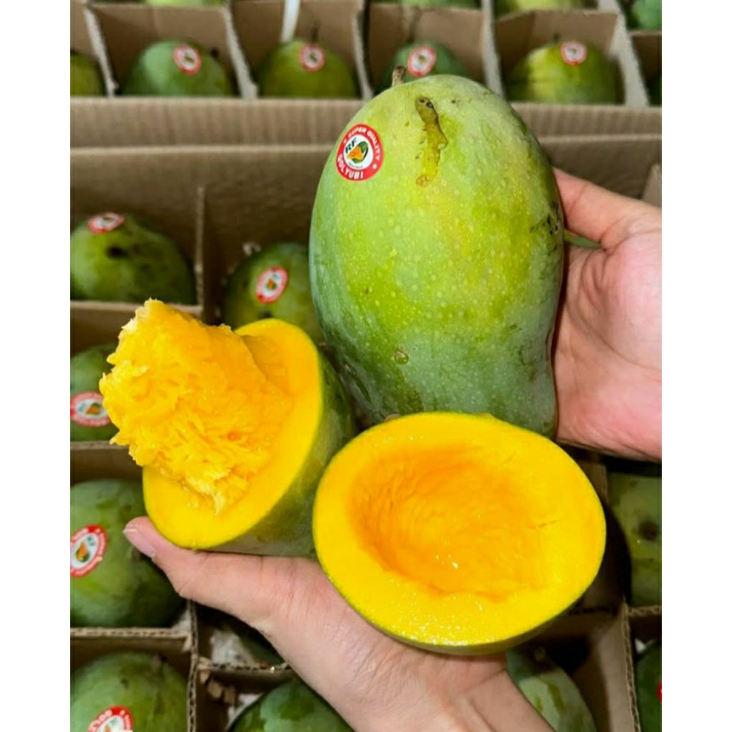 

MANGGA ALPUKAT SUPER HARUM MANIS