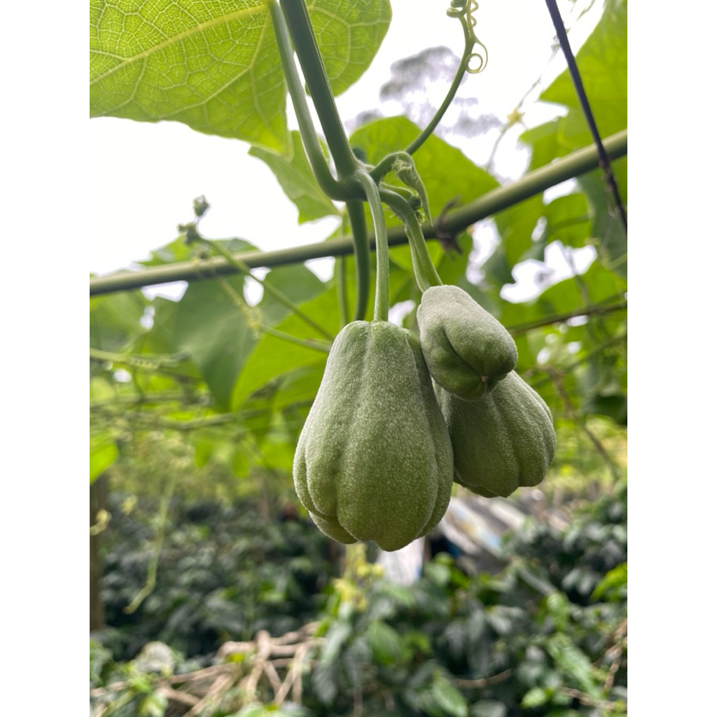 

LABU SIAM BABY ACAR SEGAR FRESSH 1kg LANGSUNG PETIK DARI KEBUN