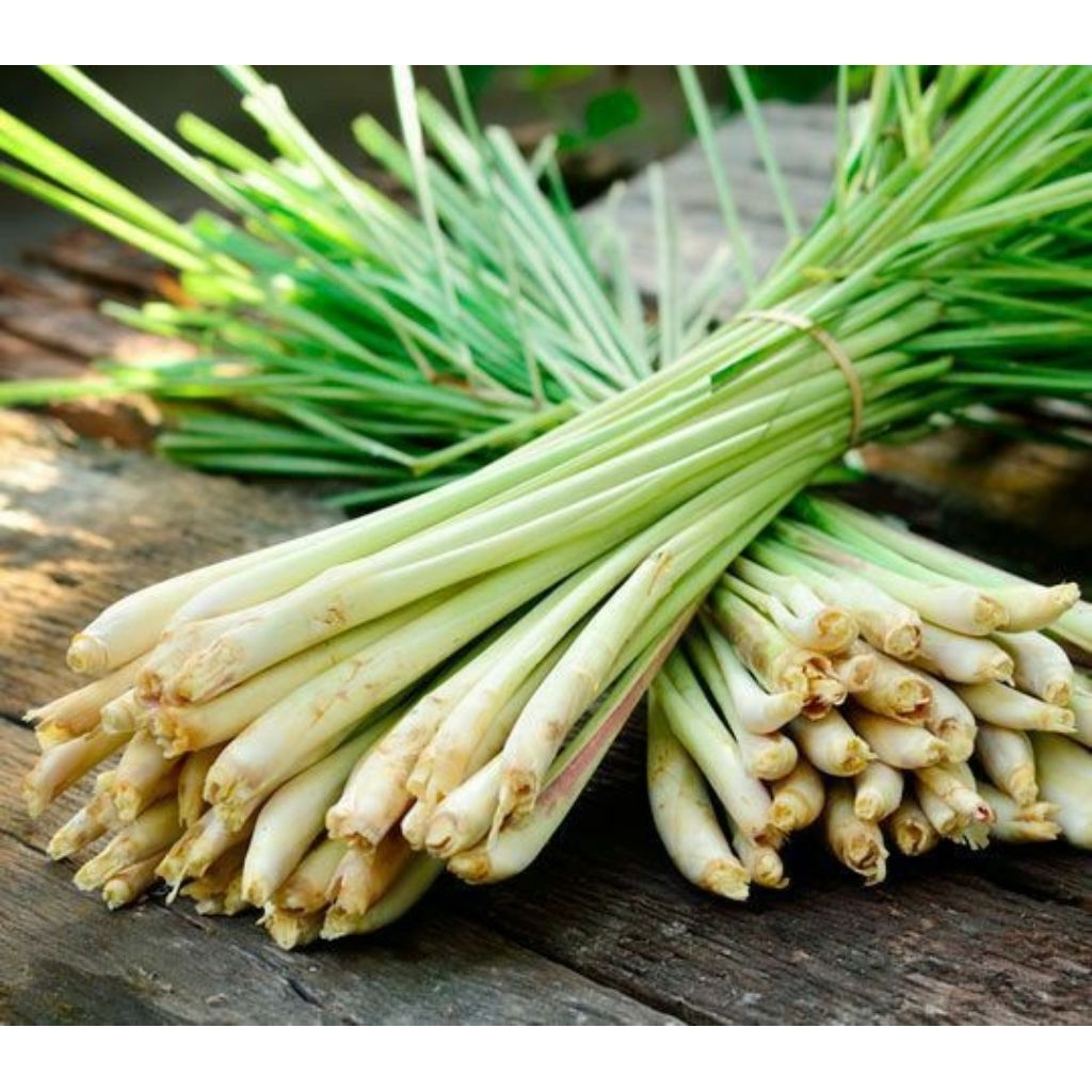 

MURAH!! tanaman Sereh sayur - sereh untuk bumbu masakan