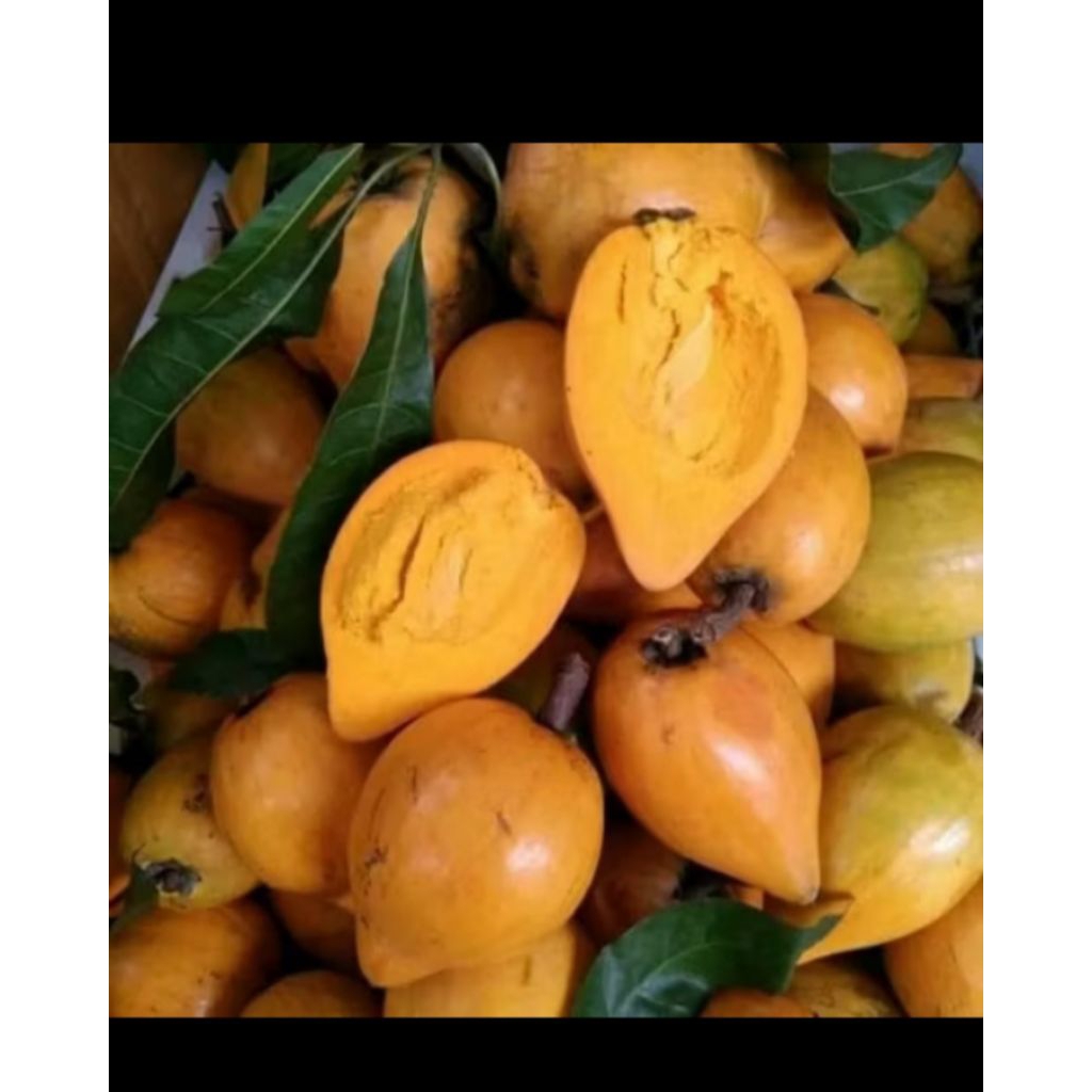 

buah alkesah sawo mentega 1kg sawo belanda