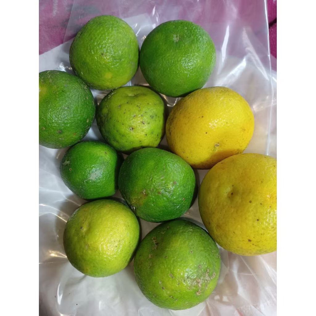 

Jeruk Hajoran / Rimo Kejaren (per biji)