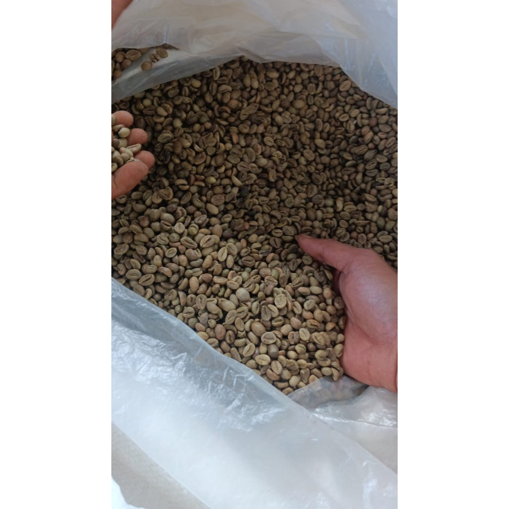 

Green bean Robusta bengkulu