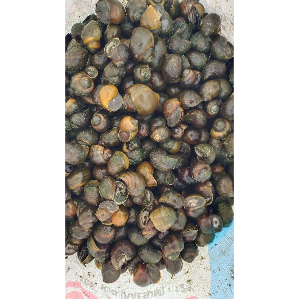 

jual siput sawah yang lgi segar dan pres