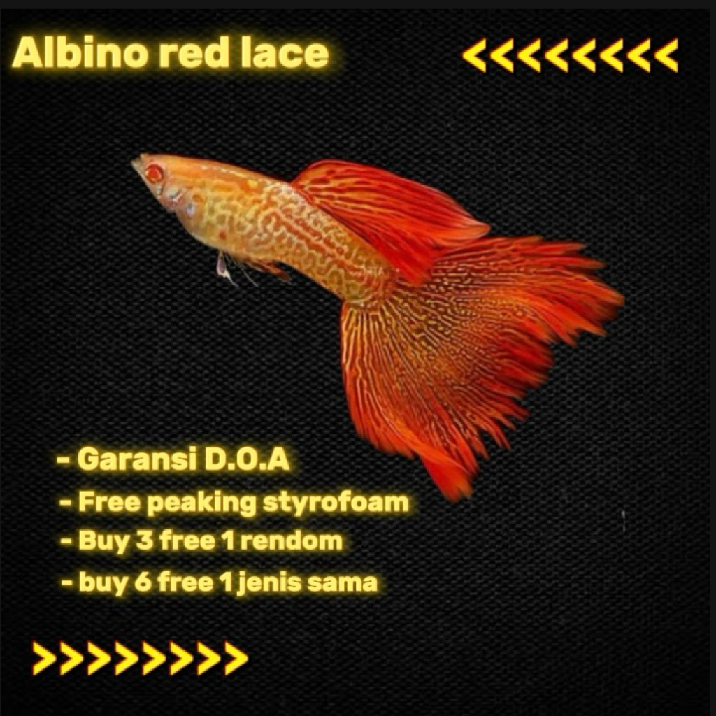 obat ikan_gubby albino red lace