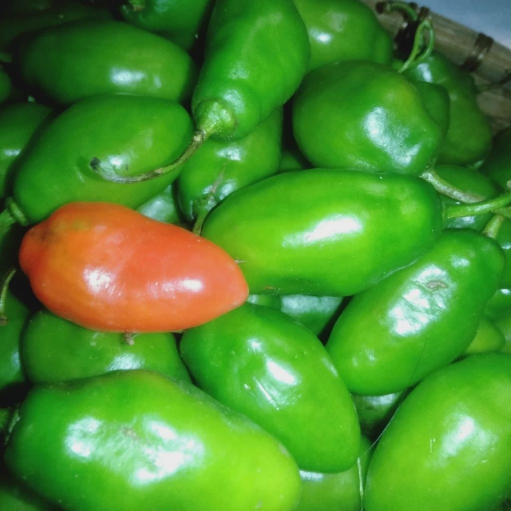 

sepesial paket hemat cabe gendot/bendot 250 gram