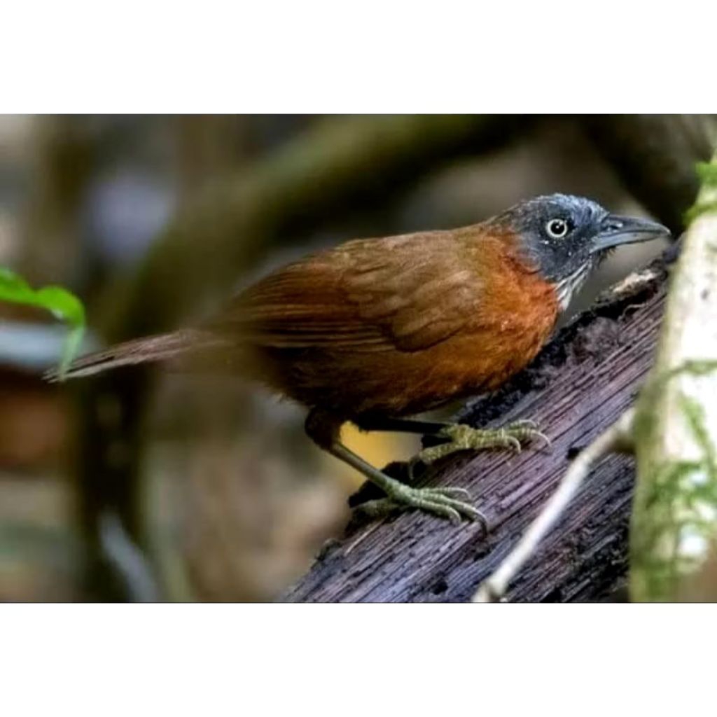 Burung tepus Pala Abu Jantan Rawatan