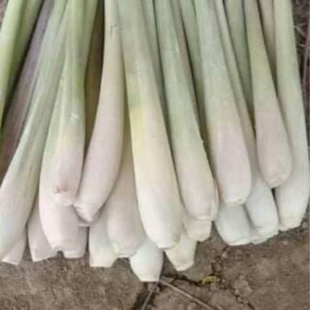 

Sereh / Serai Bangkok 500 gr fresh