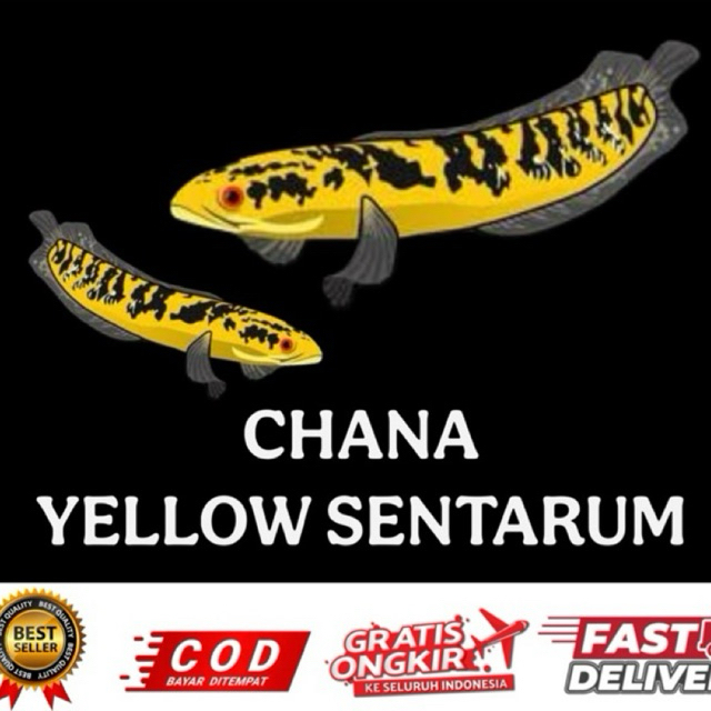 hiasan aquarium chana maru ys