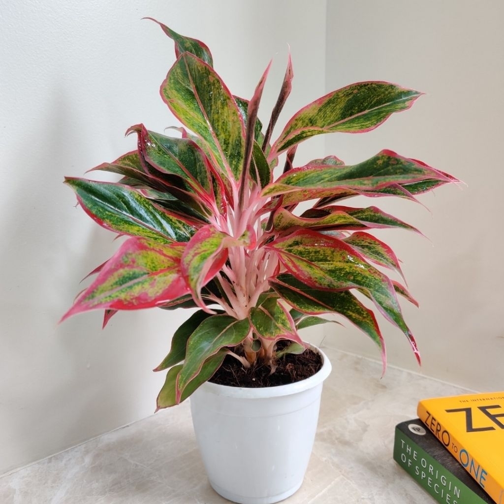 (BISA COD) PROMO Tanaman alonema red /aglonema lipstik merah
