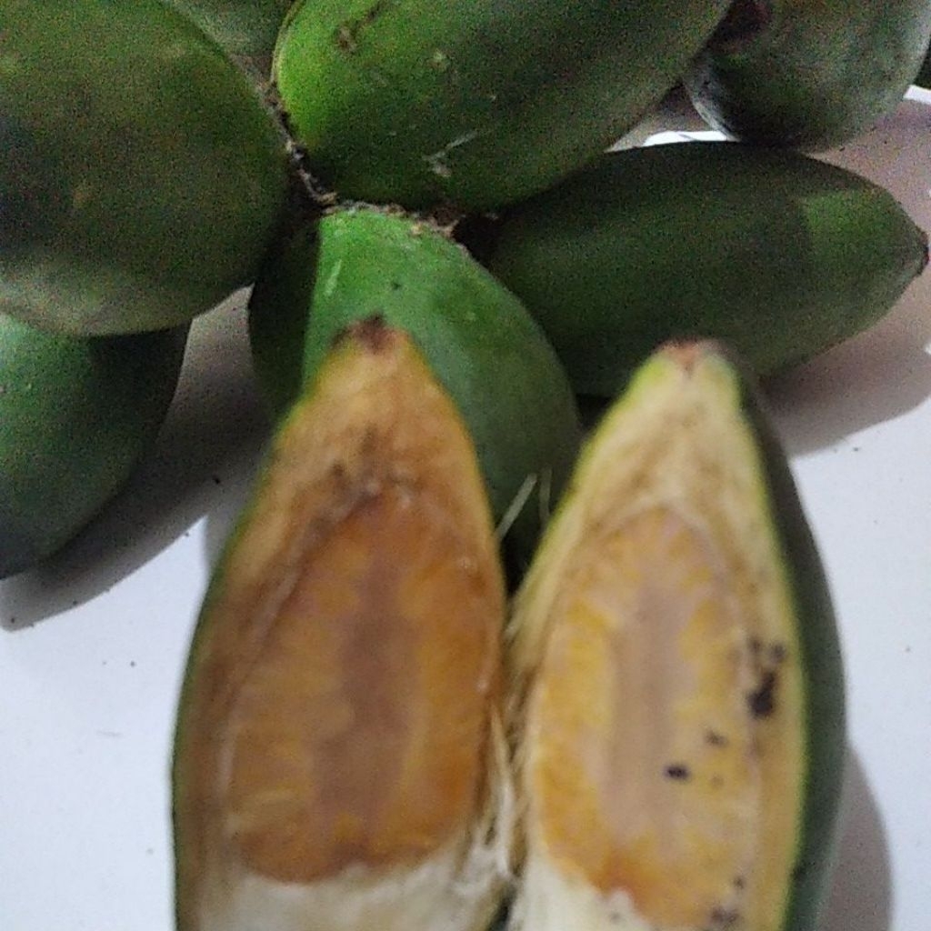 

pinang muda segar obat kuat pria/1 kg