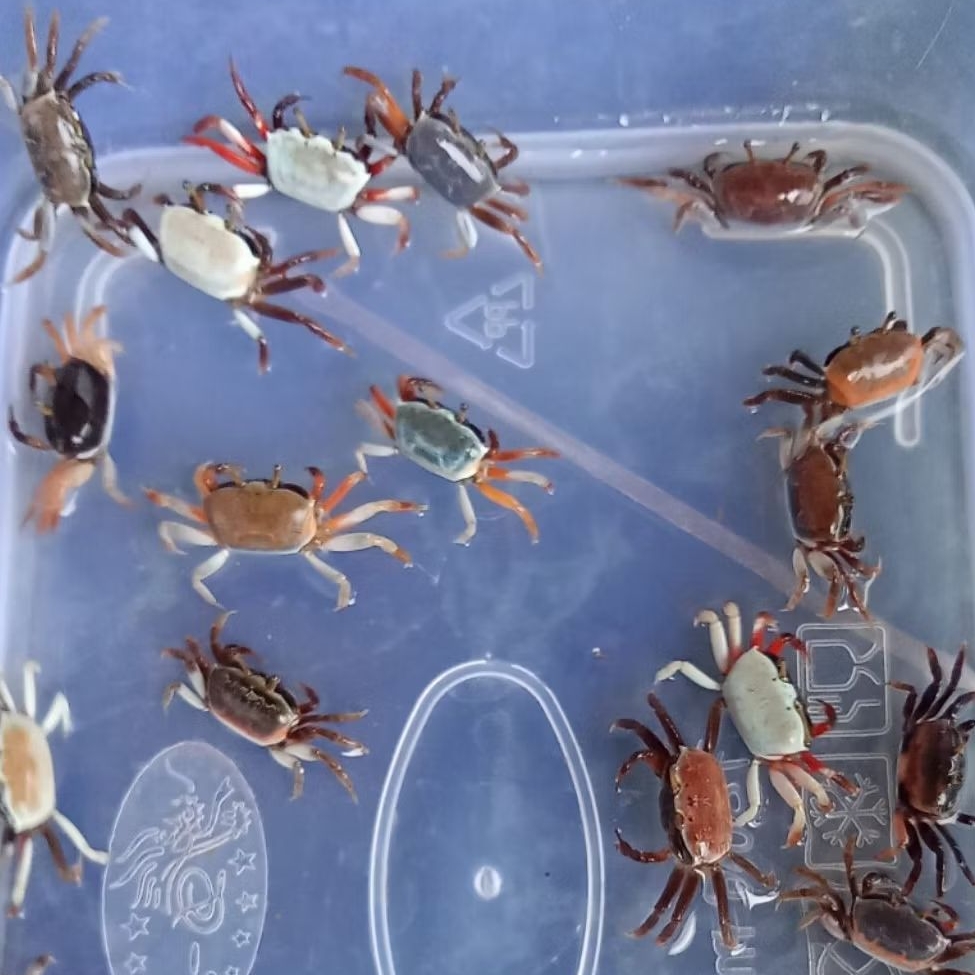 

Kepiting Hias - Kepiting Vampir - Kepiting Air Tawar