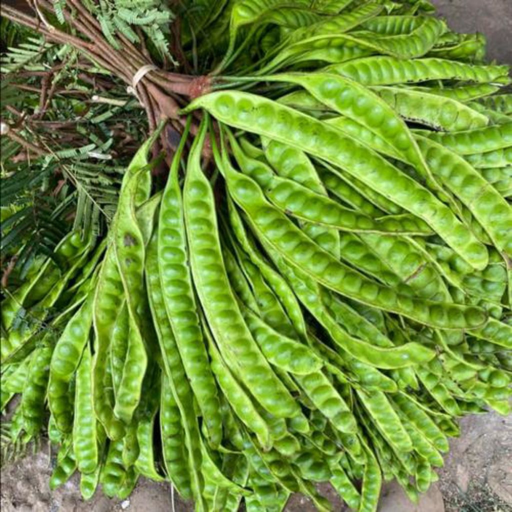 

Pete Petai Segar Super Grade A