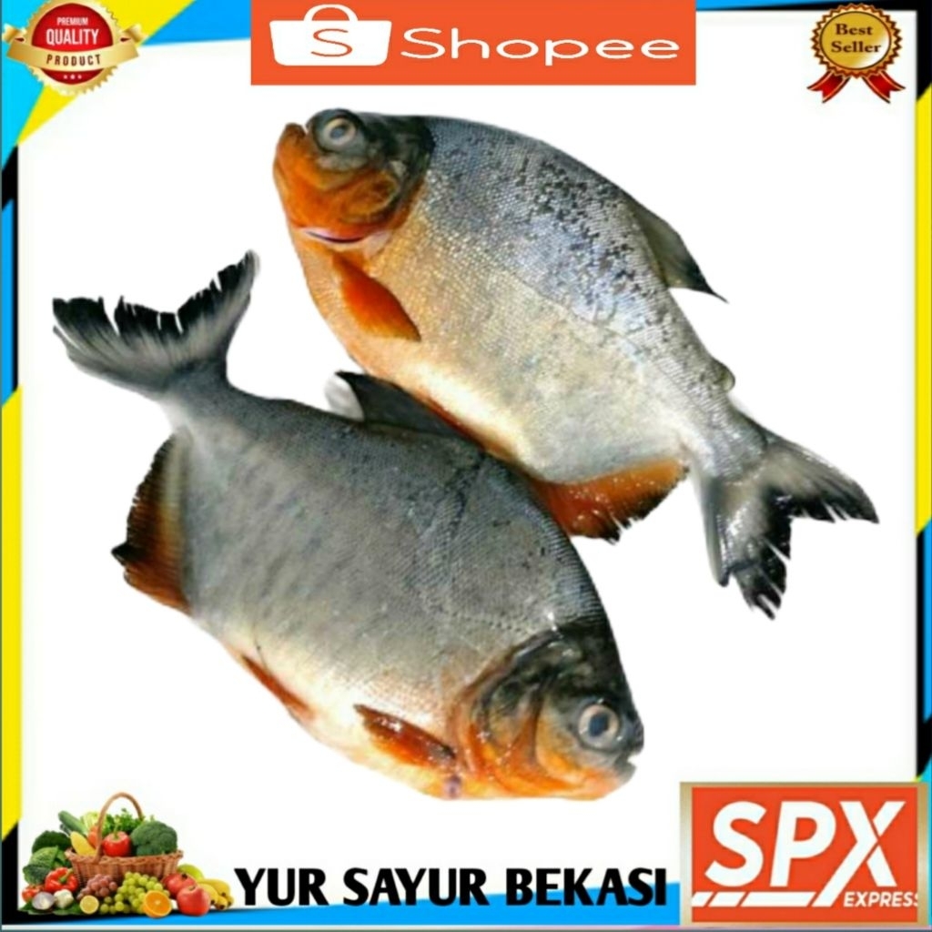 

Ikan Bawal Segar Fresh Ukuran 6-8 1kg