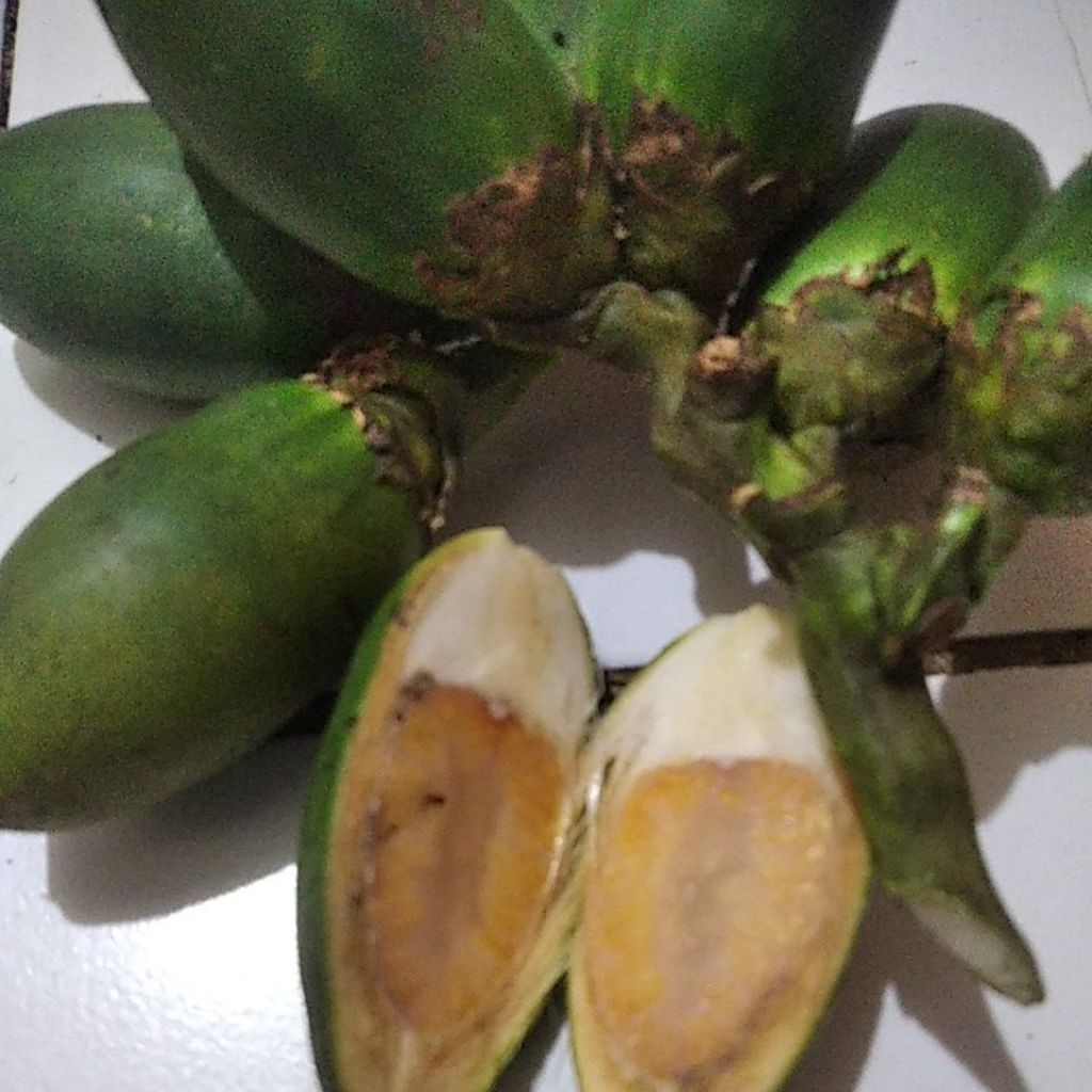 

pinang muda segar obat kuat herbal/500 gram