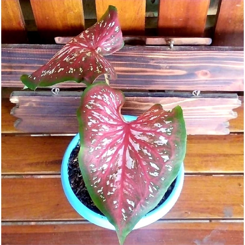 Tanaman Hias Calladium Worton / Bunga Hias Calladium Worton / Bunga Hidup