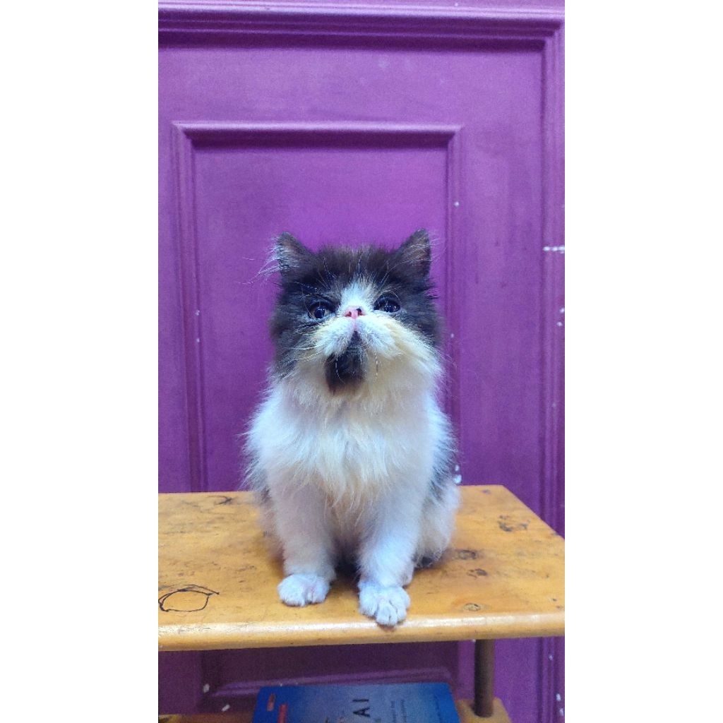 LA Kitten Kucing Persian Peaknose exotic/pesek ektrim/super LH