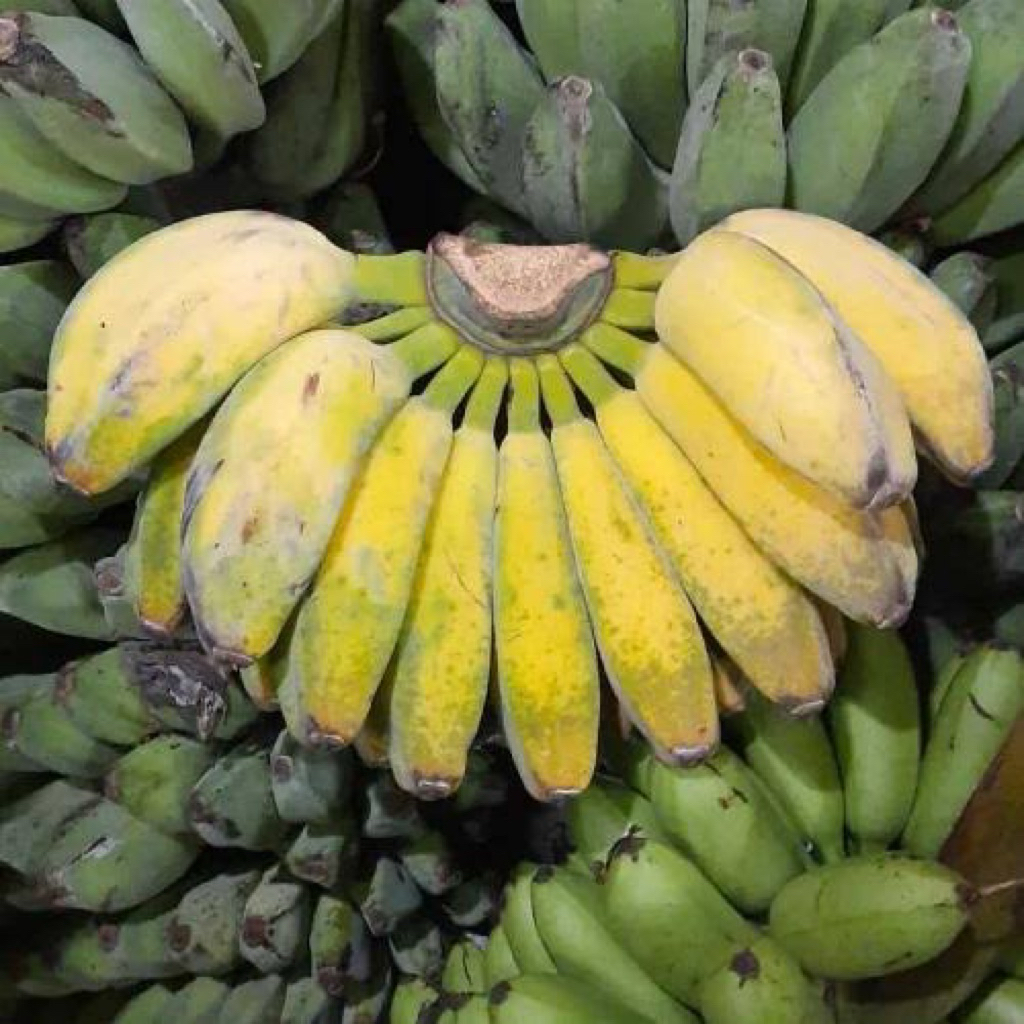 

Pisang kepok Harga 1 sisir