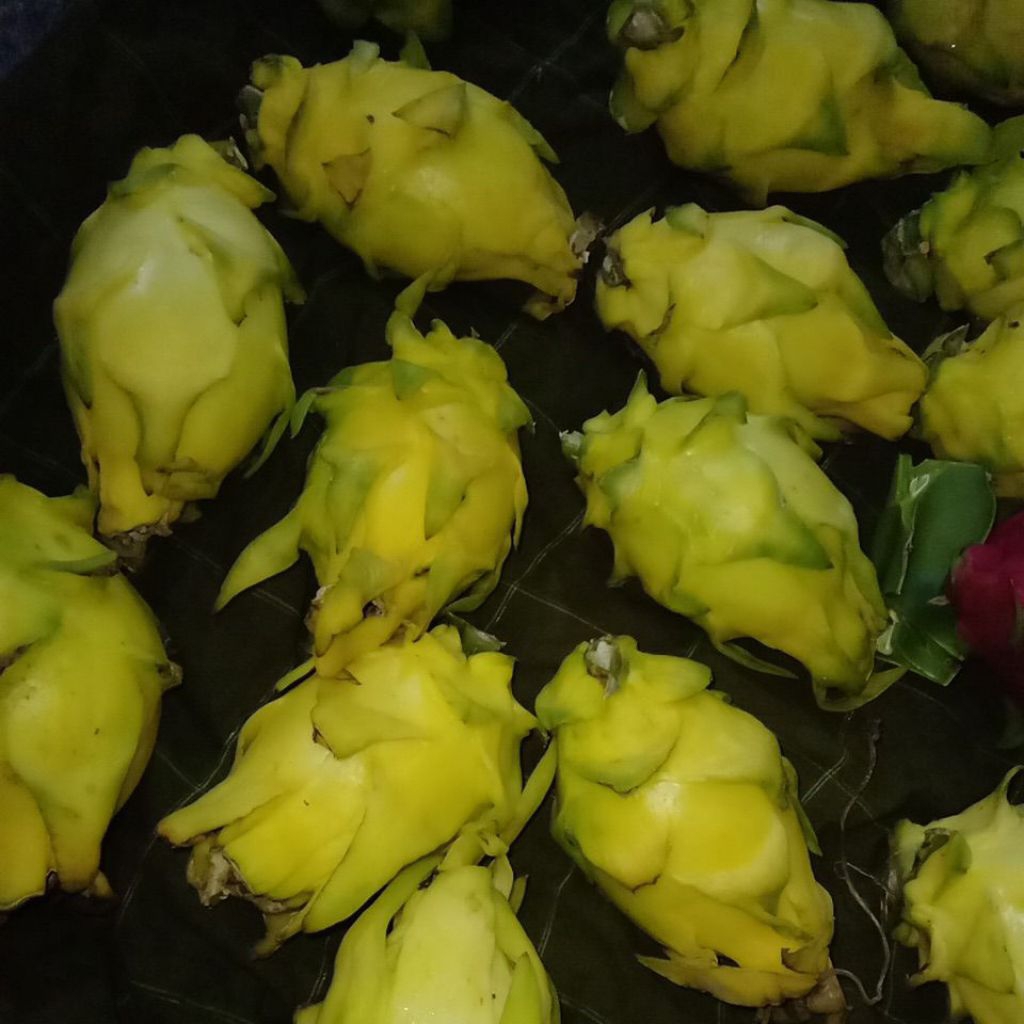 

Buah naga kuning 1 kg