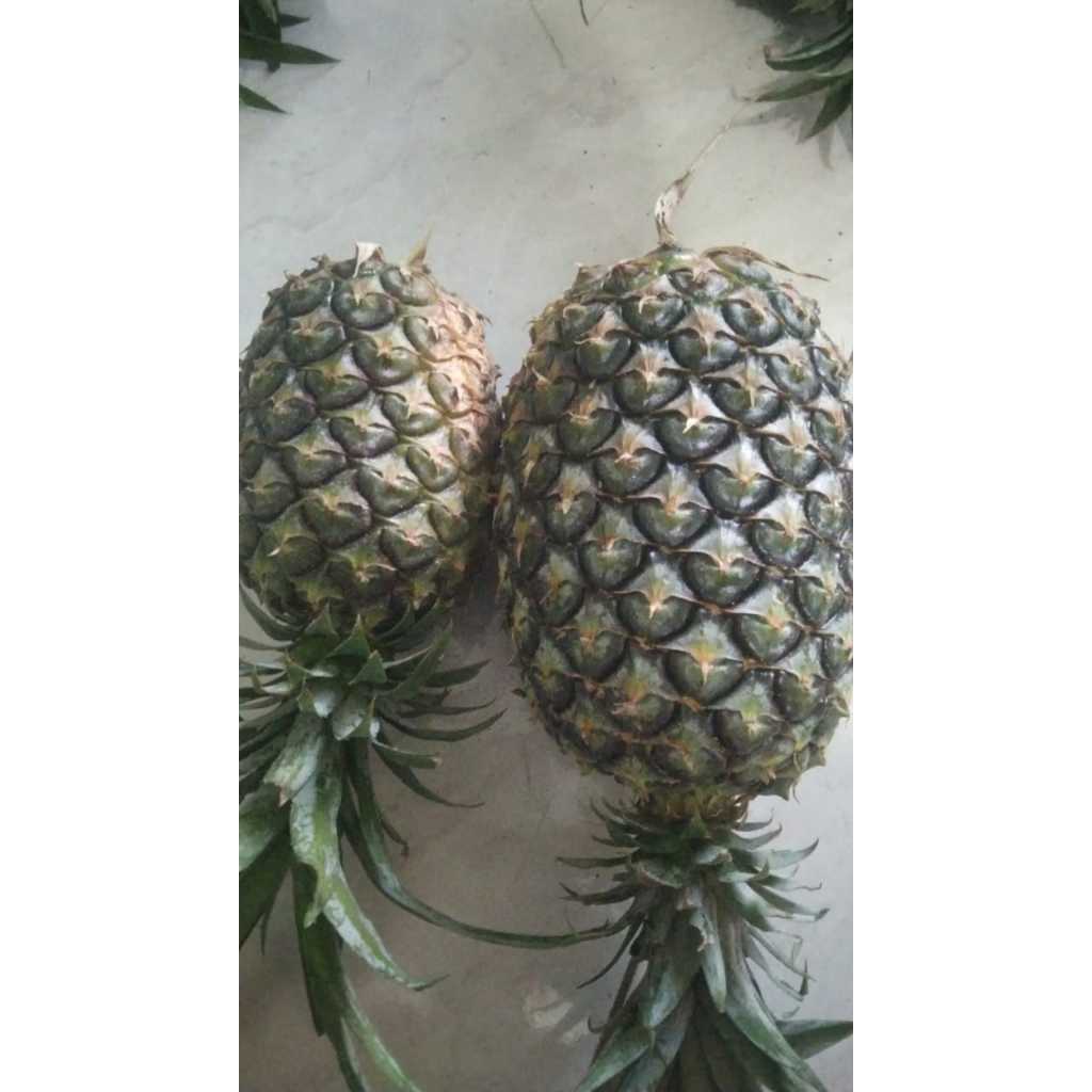 

Nenas Kampung Saribudolok – Fresh, Manis, dan Wangi