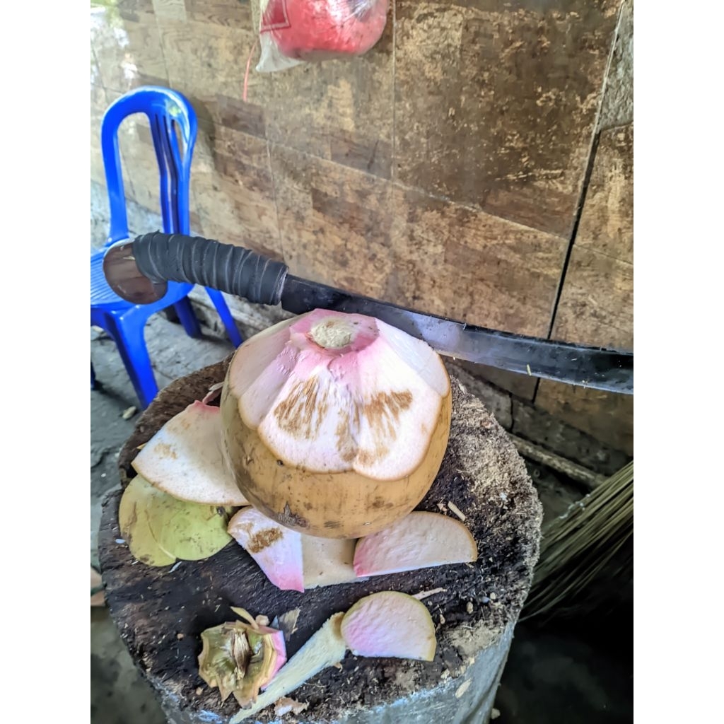 

KELAPA IJO WULUNG (cupat merah) kelapa obat