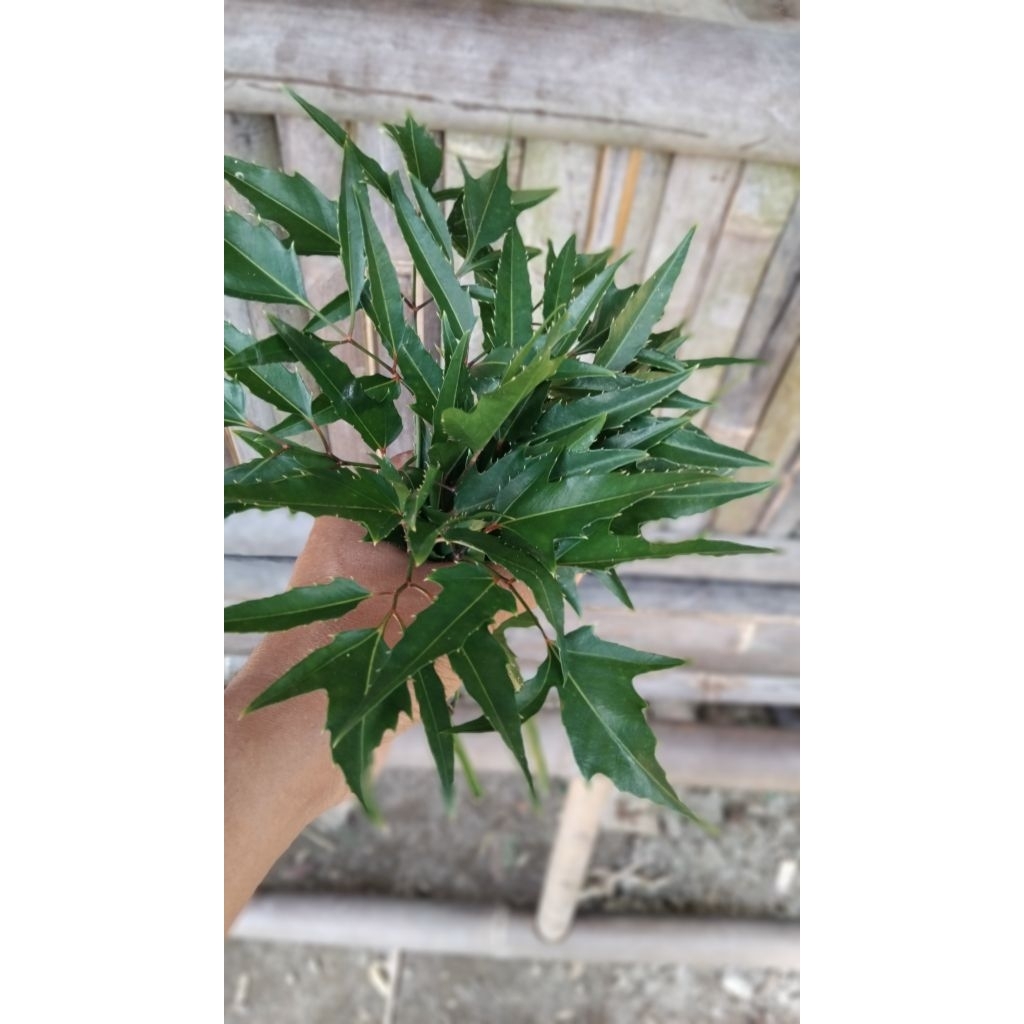 

Daun kedongdong pagar cakra cikri segar 100 gram