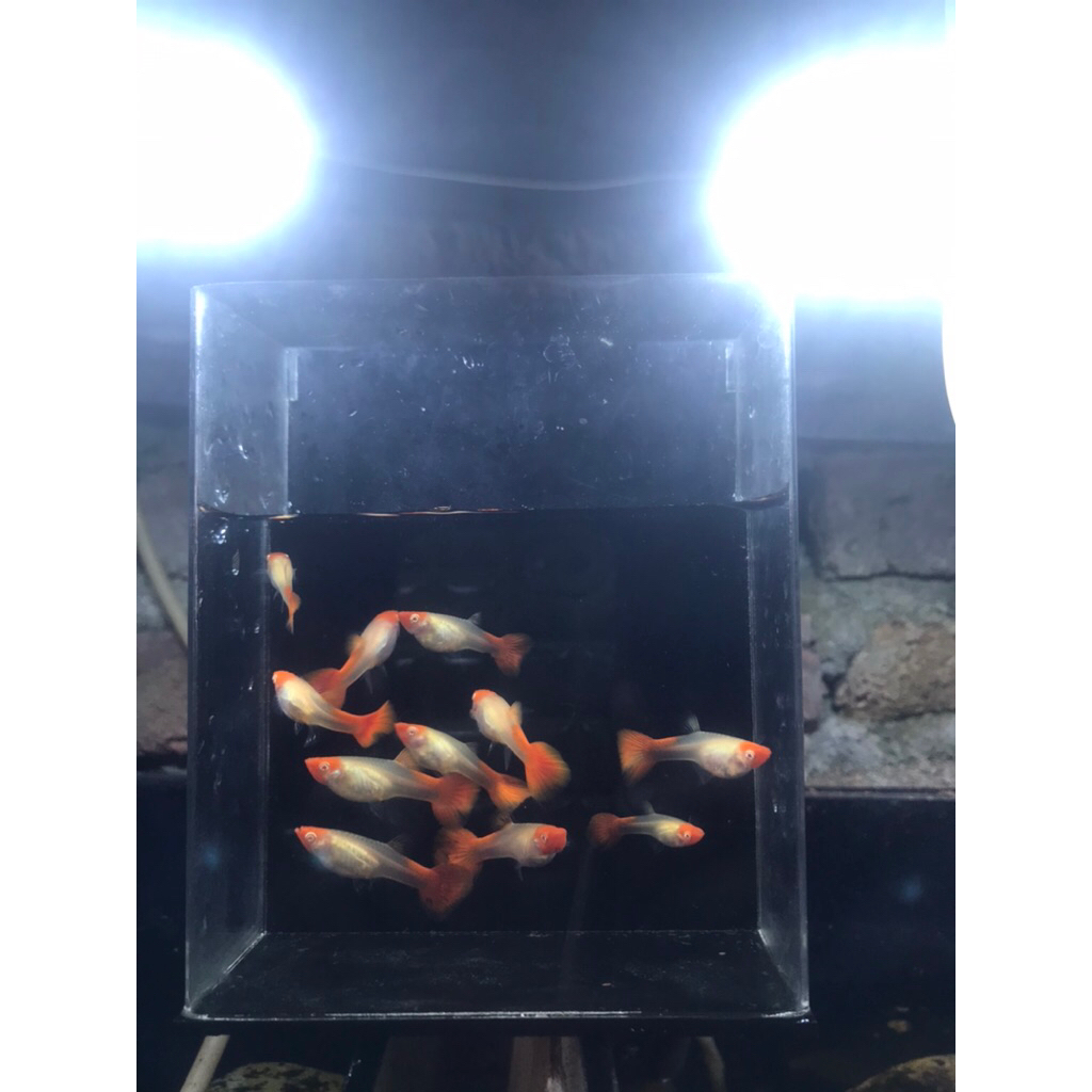 gantungan kunci guppy albino koi betina
