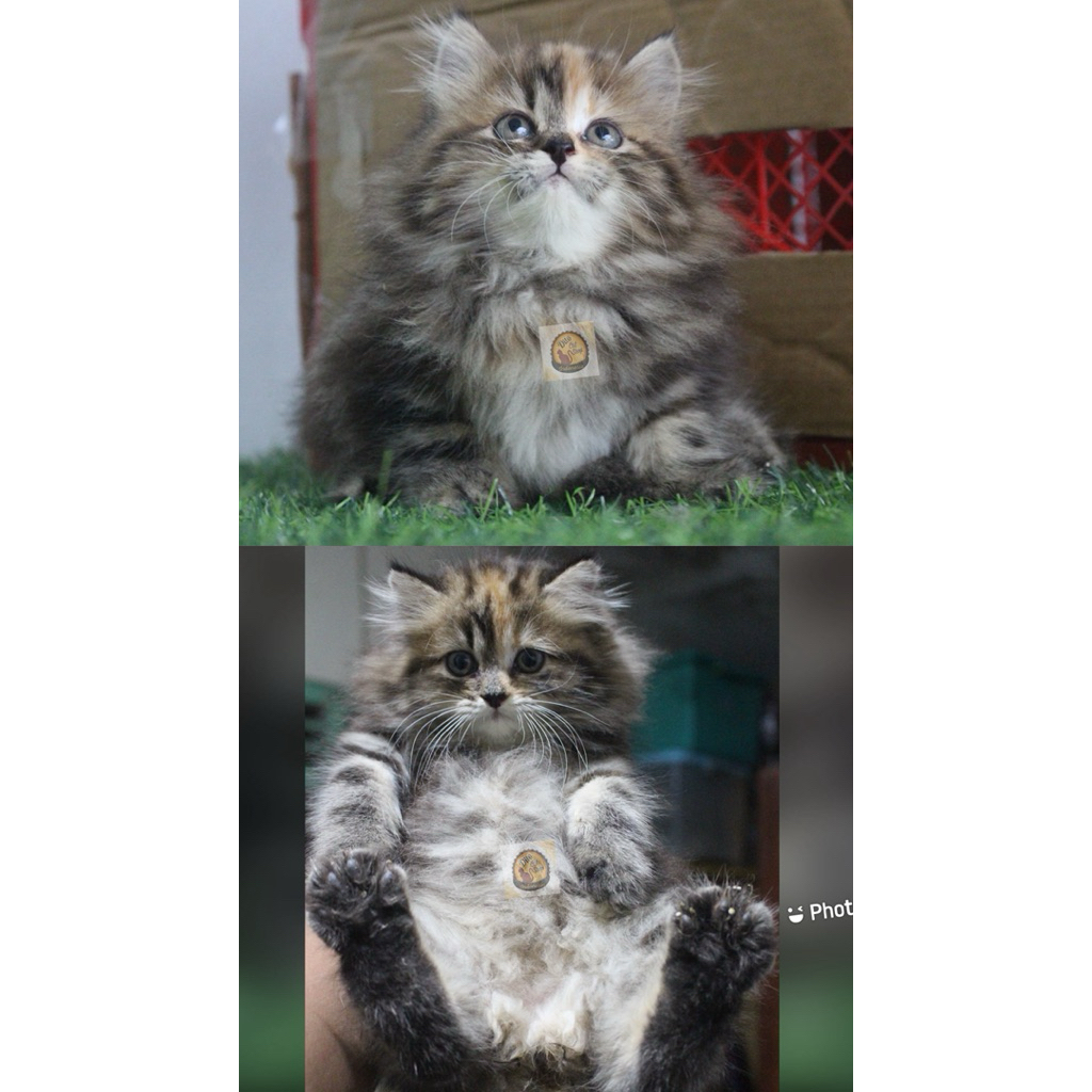 Kucing Persia Himalaya Munchkin Flatnose Peaknose Long Hair Super High Quality