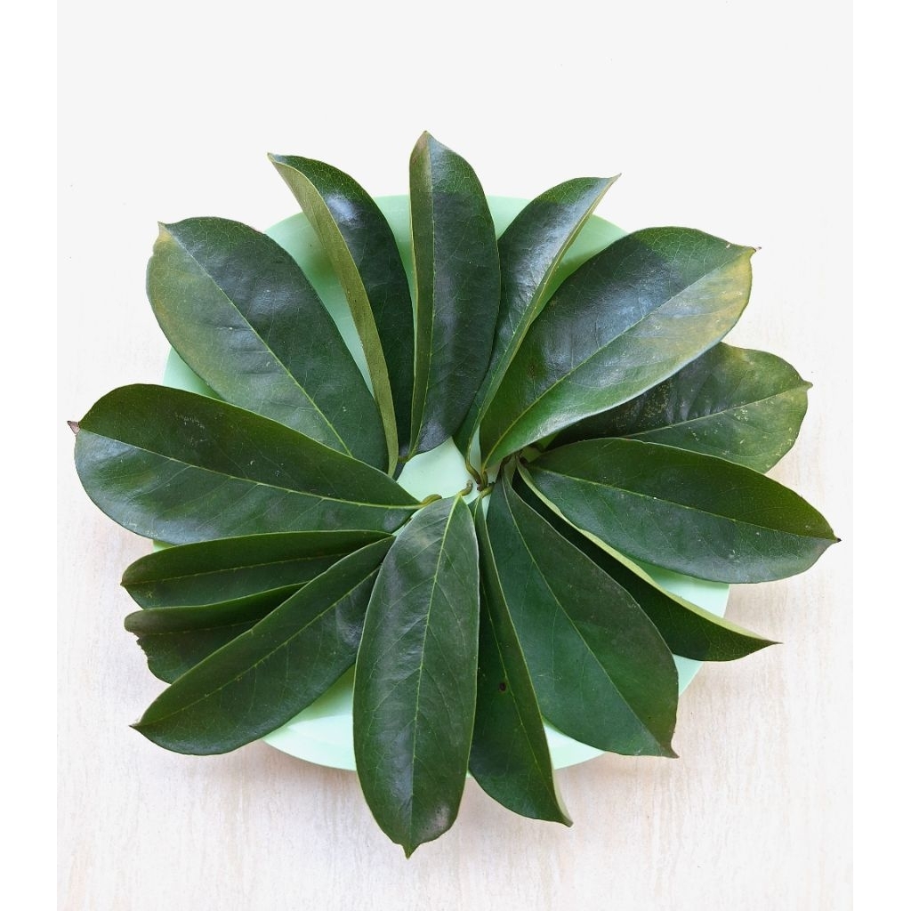 

PROMO 50 lembar Daun Sirsak Alami 100% Murni, Cegah Kanker, Kaya Antioksidan!