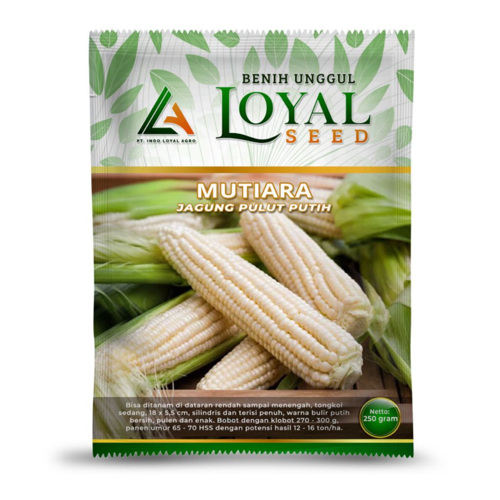 MUTIARA JAGUNG PULUT PUTIH