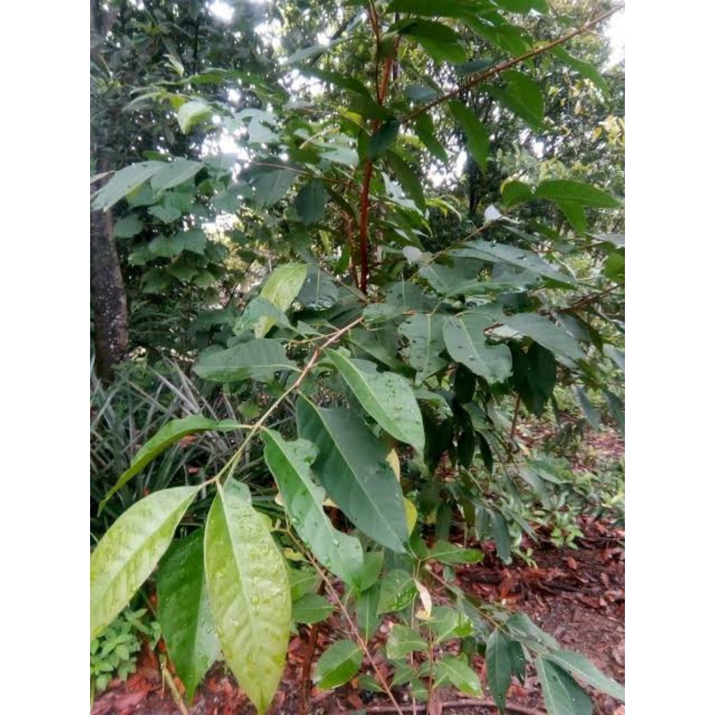 

daun salam segar 2 biji