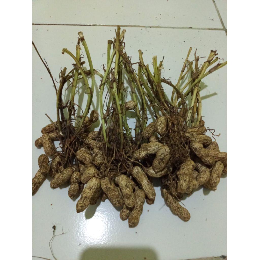 

1kg Kacang tanah tangkai (kering)