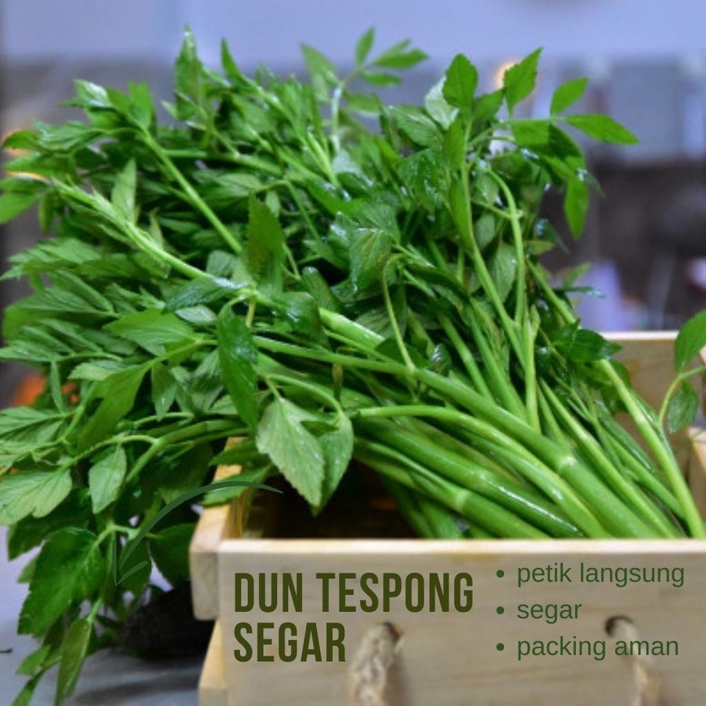 

sayur lalapan tespong segar langsung petik jika ada order
