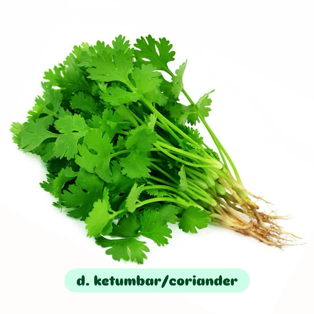 

Daun ketumbar / Coriander / Wansui fresh
