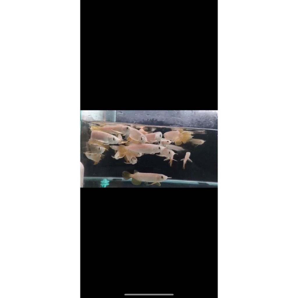 arwana banjar red serat merah 10cm