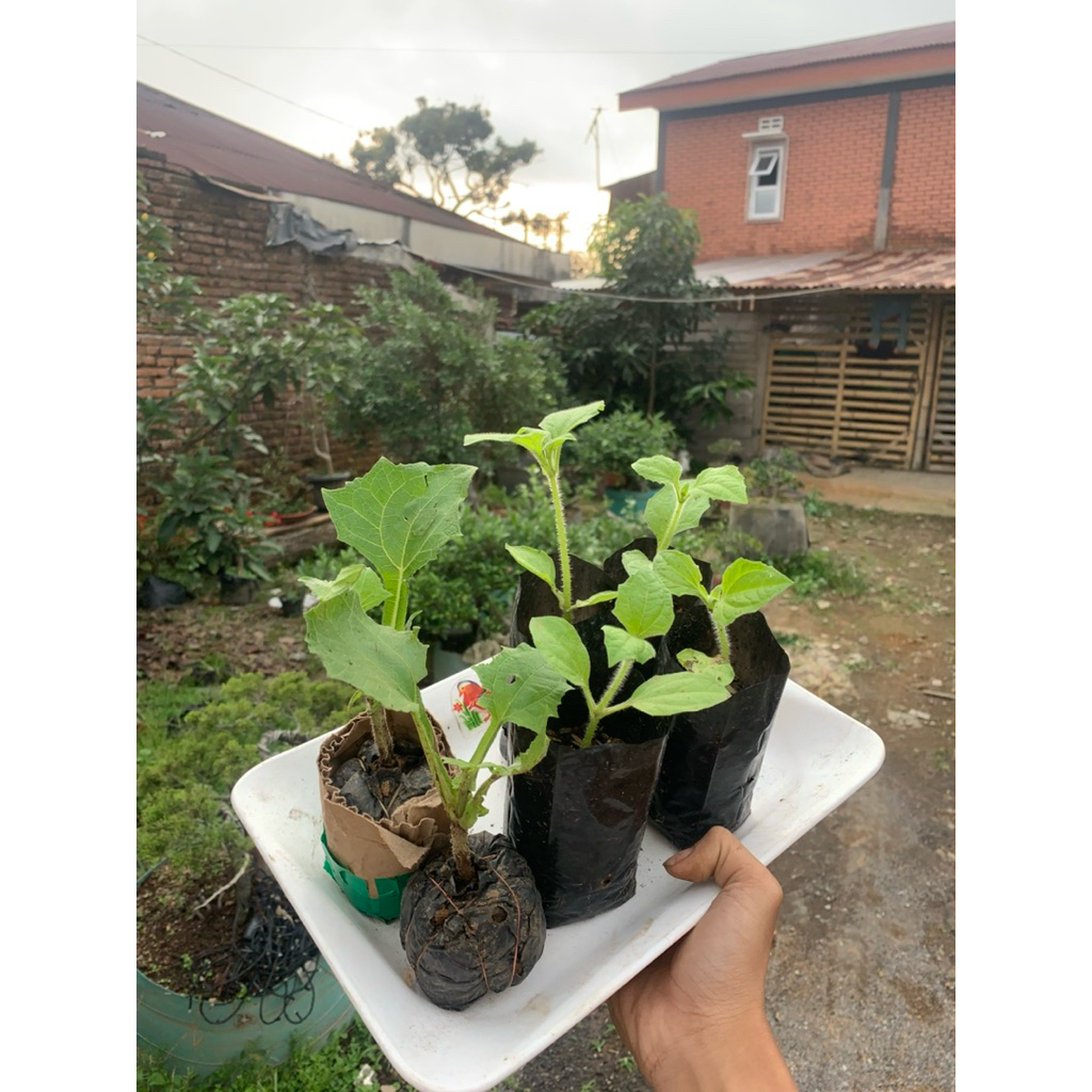 bibit ubi yacon segar