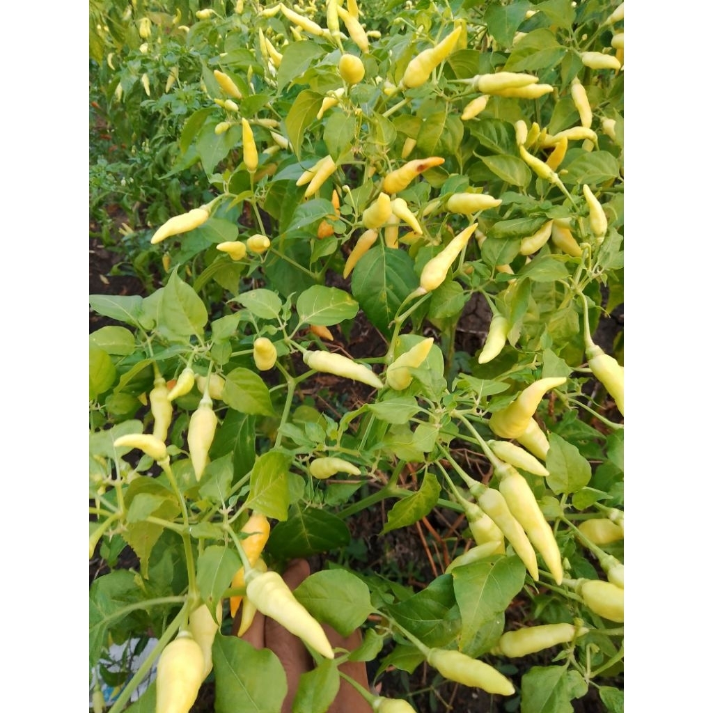 

Cabe hijau segar 500g pemetikan langsung dari petani