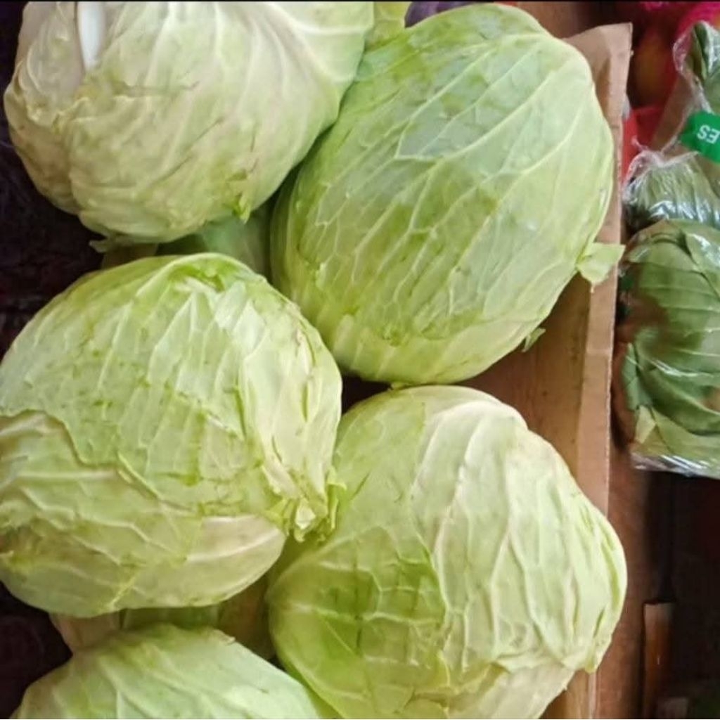 

kubis segar/sayuran kubis/kubis fress