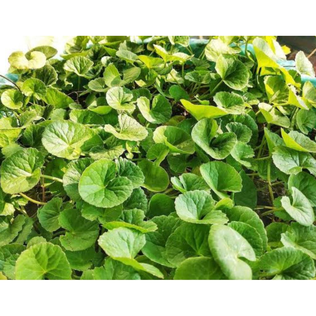 

daun peganggan 100 helai