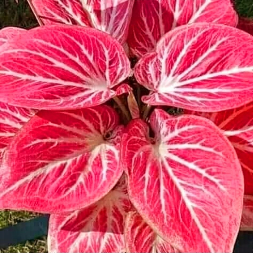 Tanaman Hias Caladium White Bone Bibit Bonggol / Tanaman Bonggol Keladi White Bone / Bisa Cod