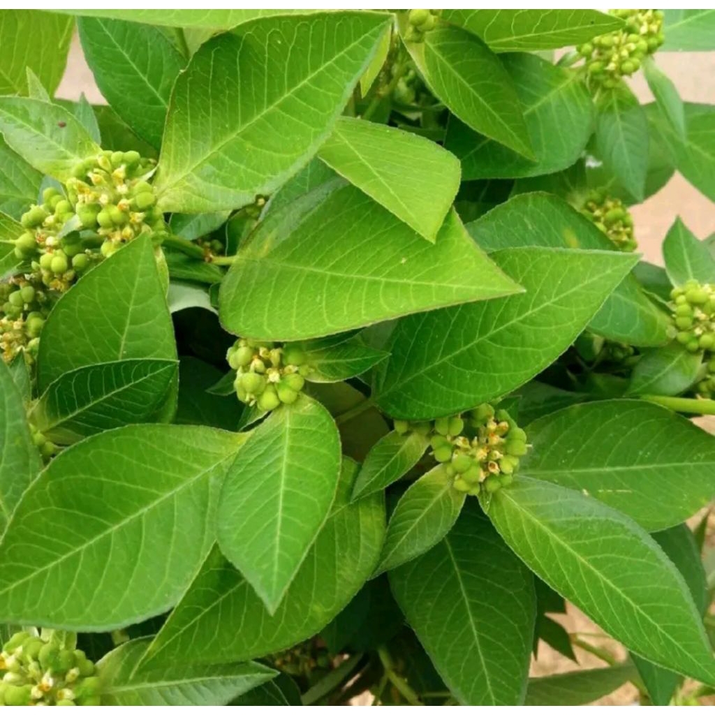 

Daun Kate mas/ daun Sena 250 gram