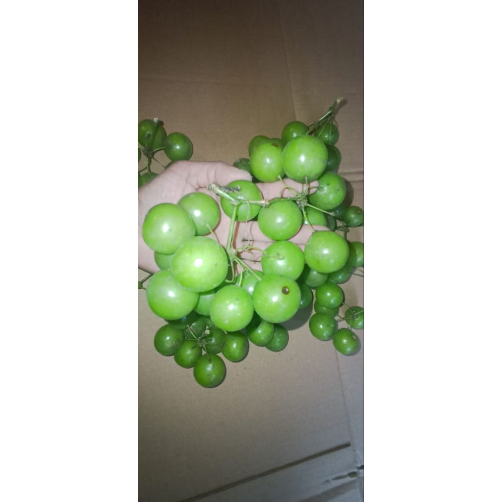 

buah canar.angur hutan bogor bahan manisan./1kg