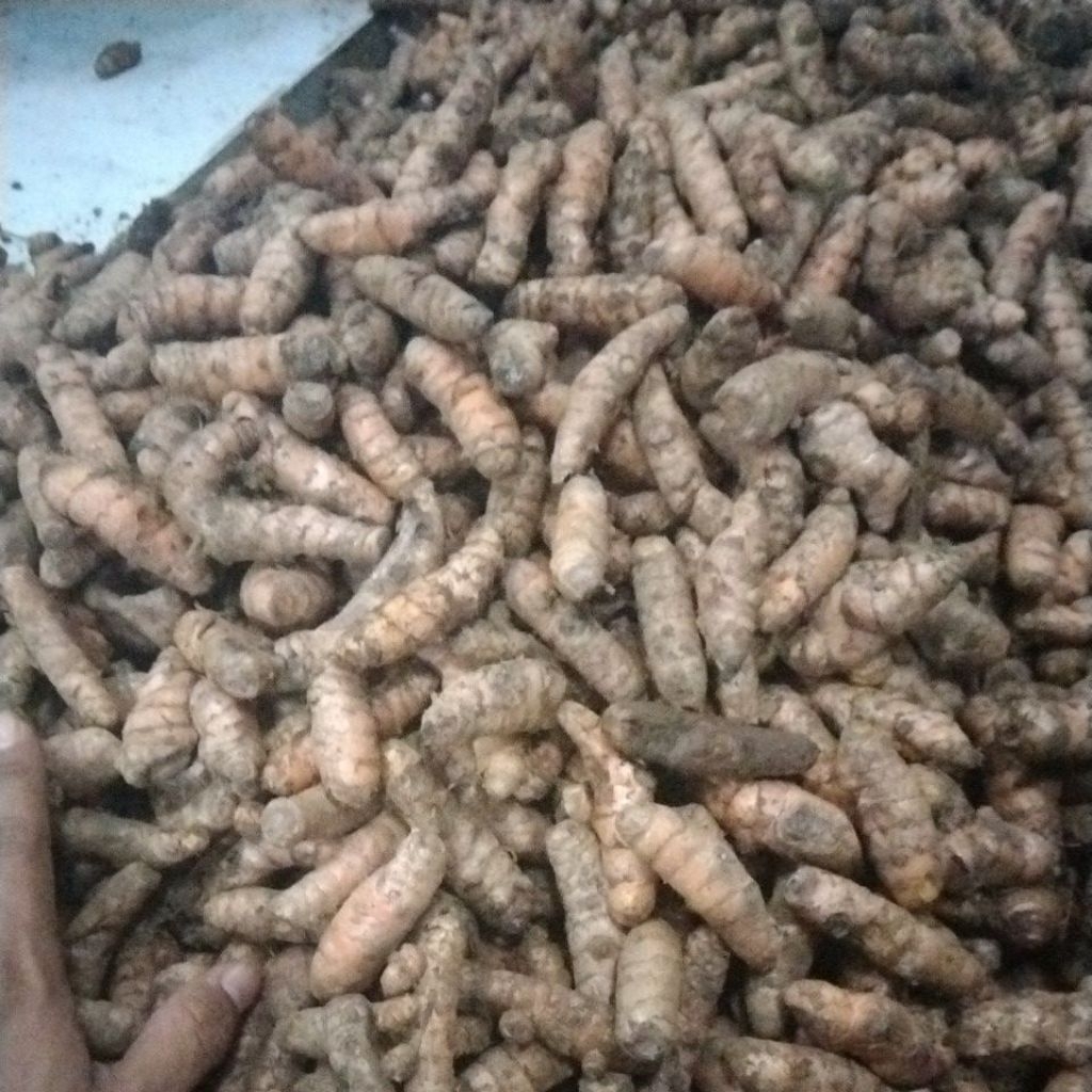 

kunir segar fresh asli dari petani 1kg -5kg