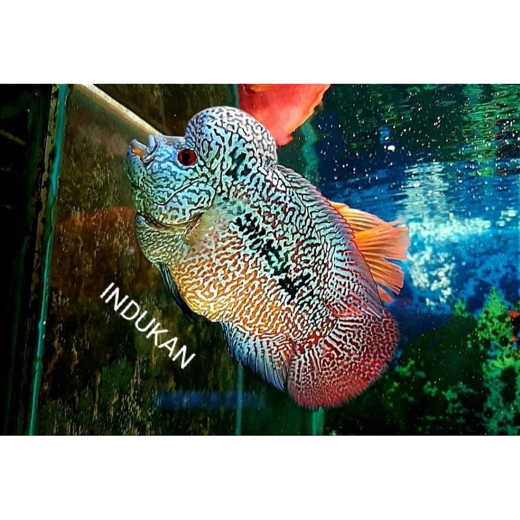 Burayak louhan cencu Genetik Bloodline Royalmax 35 series  ukuran 2-3cm