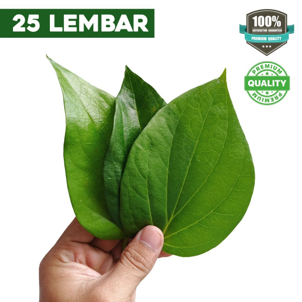 

DAUN SIRIH SEGAR / DAUN SURUH SEGAR HERBAL ALAMI LANGSUNG PETIK DARI KEBUN