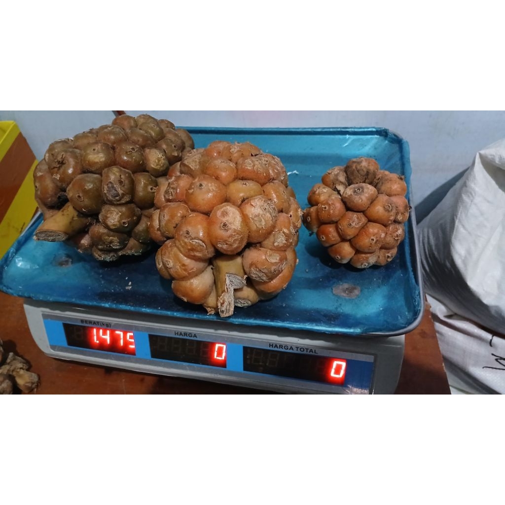 

ASAM CiKALA/KECOMBRANG berat 500 gram untuk bumbu arsik atau makanan khas lain. rasa asam nya buat ketagihan.