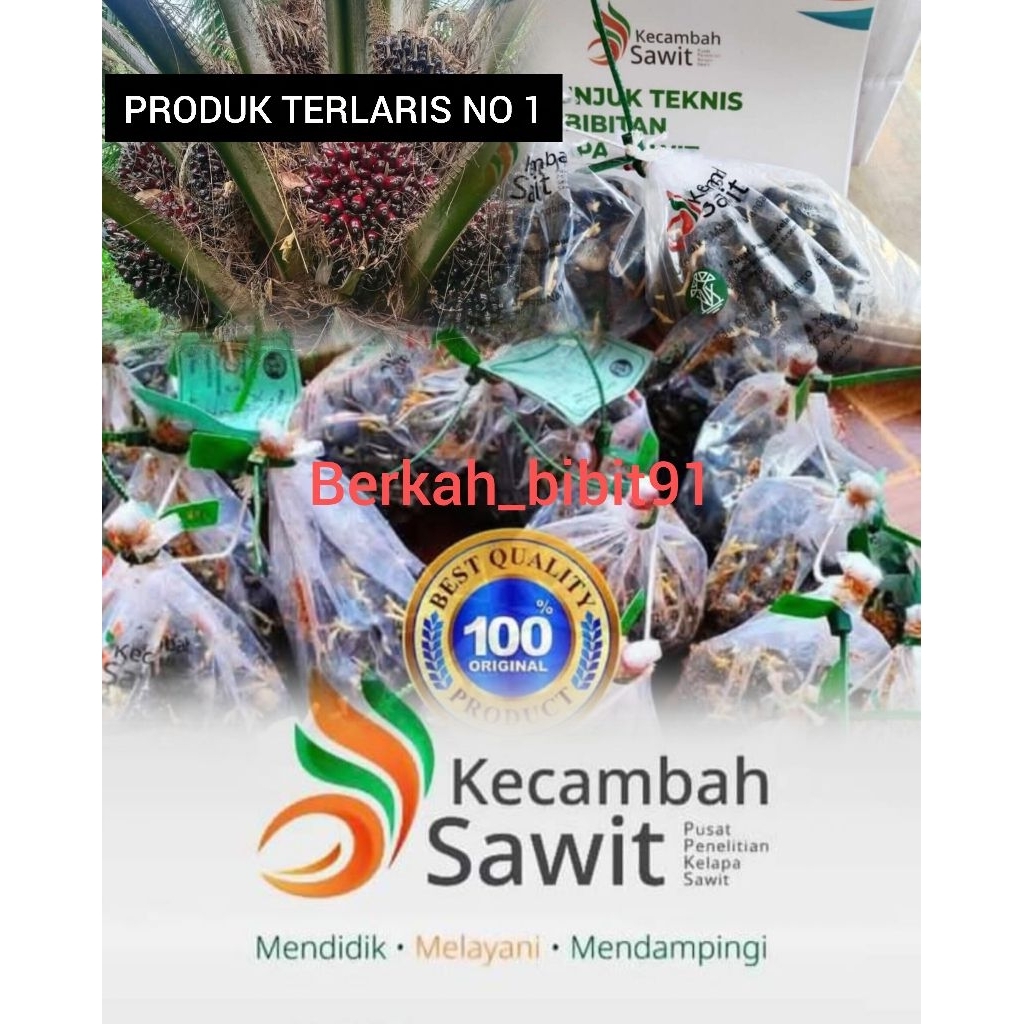 

Bibit kecambah sawit SIMALUNGUN